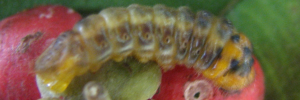 Larvae